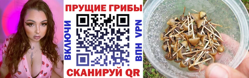 ссылка на мегу ССЫЛКА Сосновка Псилоцибиновые грибы Magic Shrooms закладка